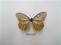 藏品(絹蛺蝶)的圖片